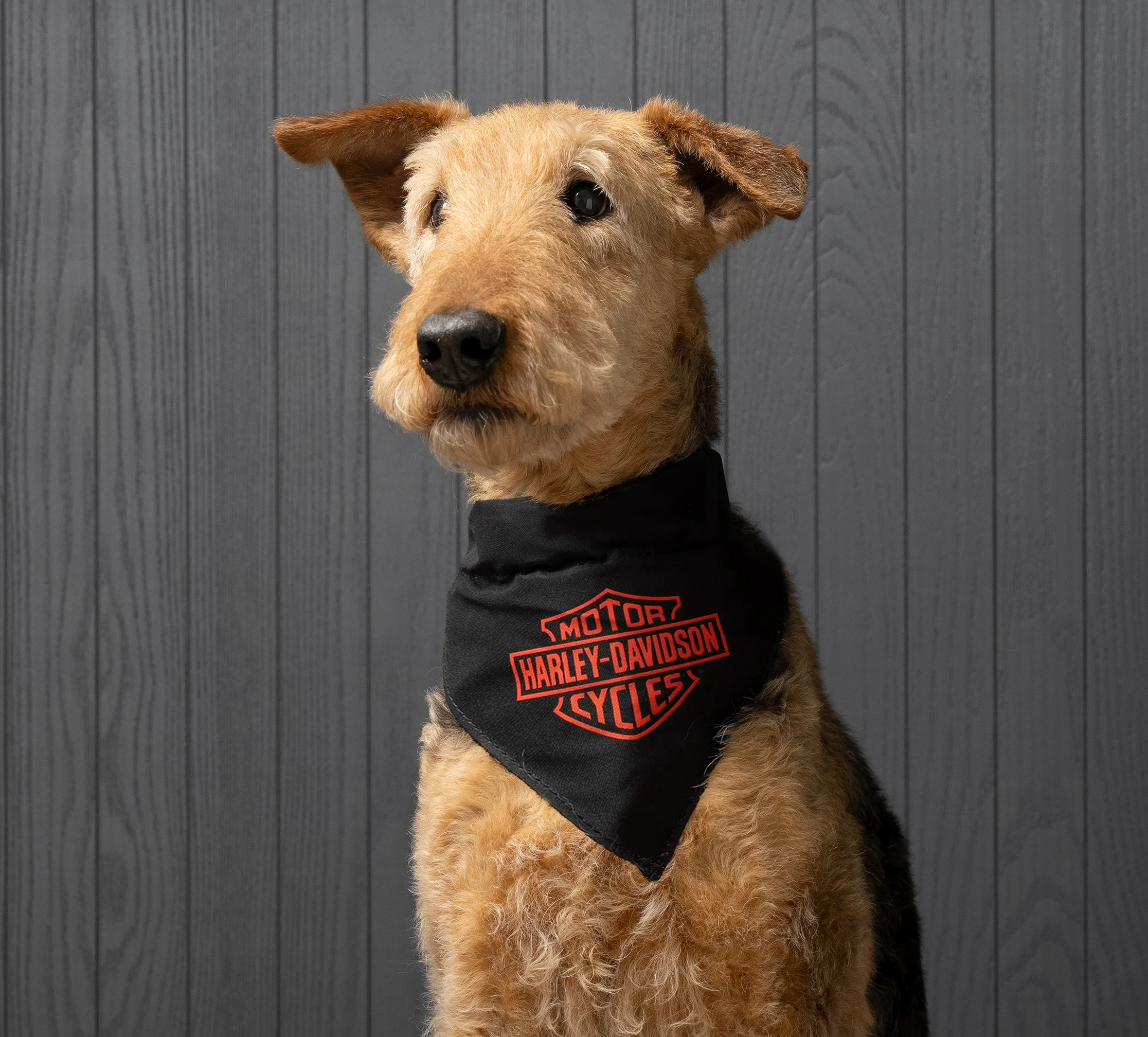 Pet Bandana in Black - Black