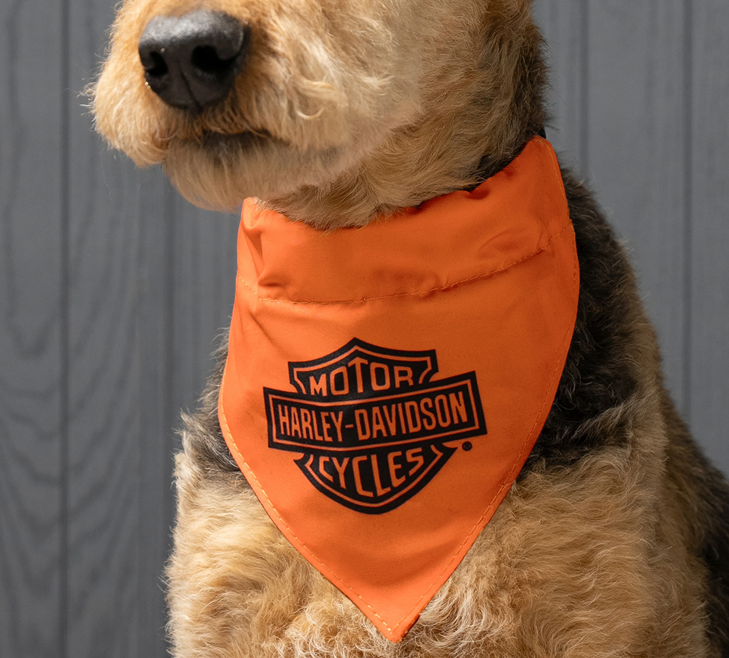 Pet Bandana in Orange - Orange